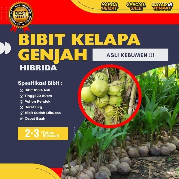 HARGA PETANI  Pohon Kelapa Hibrida Genjah, Pohon Kelapa Hibrida Hijau, Pohon Kelapa Hibrida Jumbo