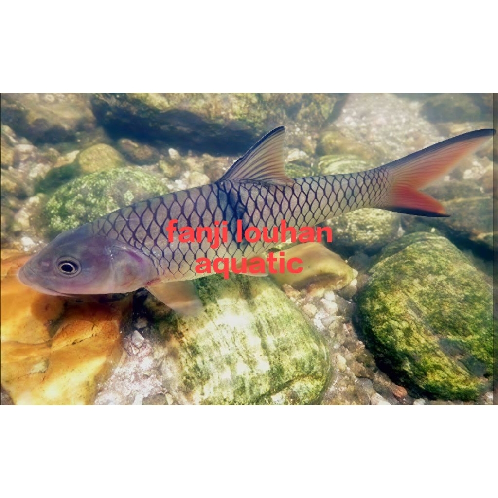 ikan hampala size 20 cm