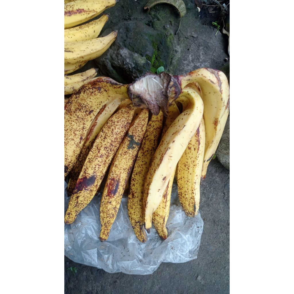 Pisang tanduk satu sisir