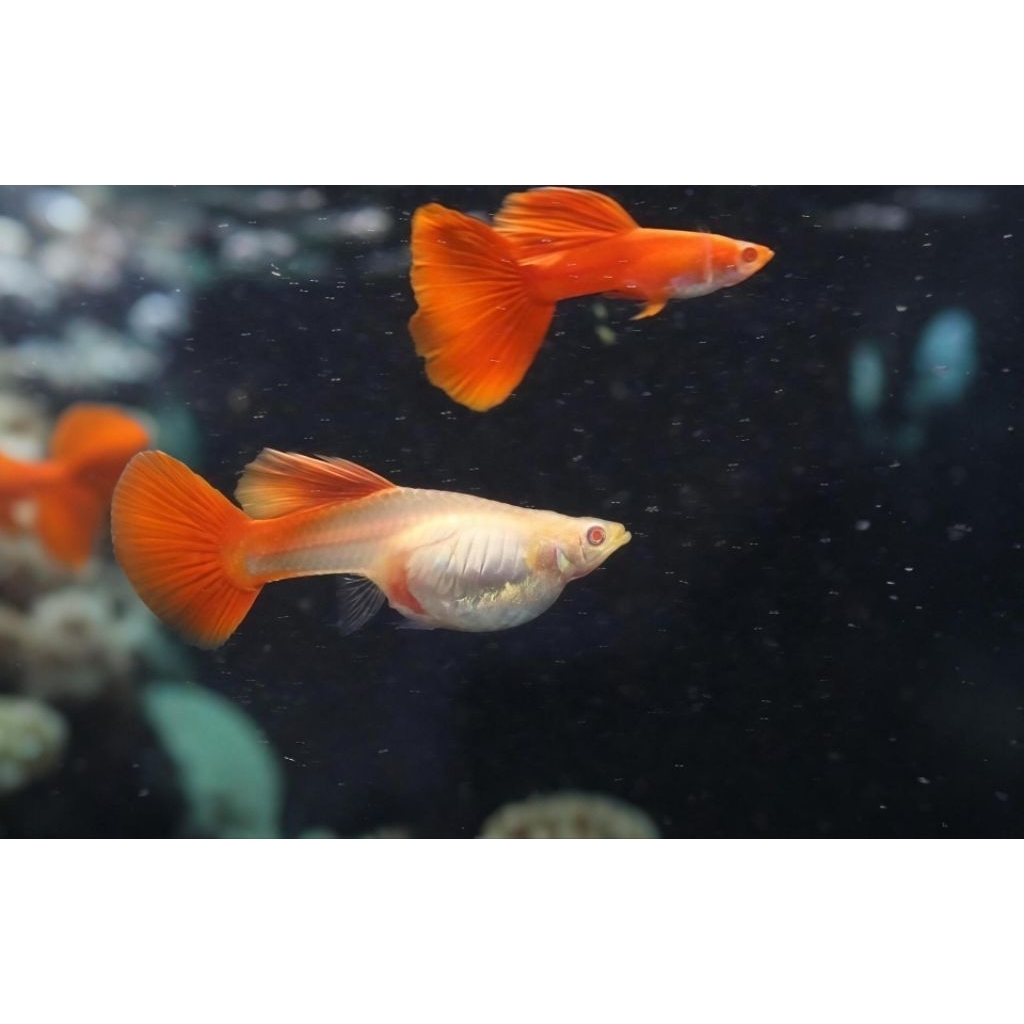 Ikan hias Aquascape Guppy AFR Pair/ Ikan hias Aquascape Guppy Albino Full Red Pasang (Jantan dan Bet