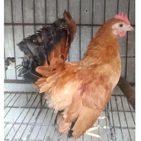 ayam kate jantan muda
