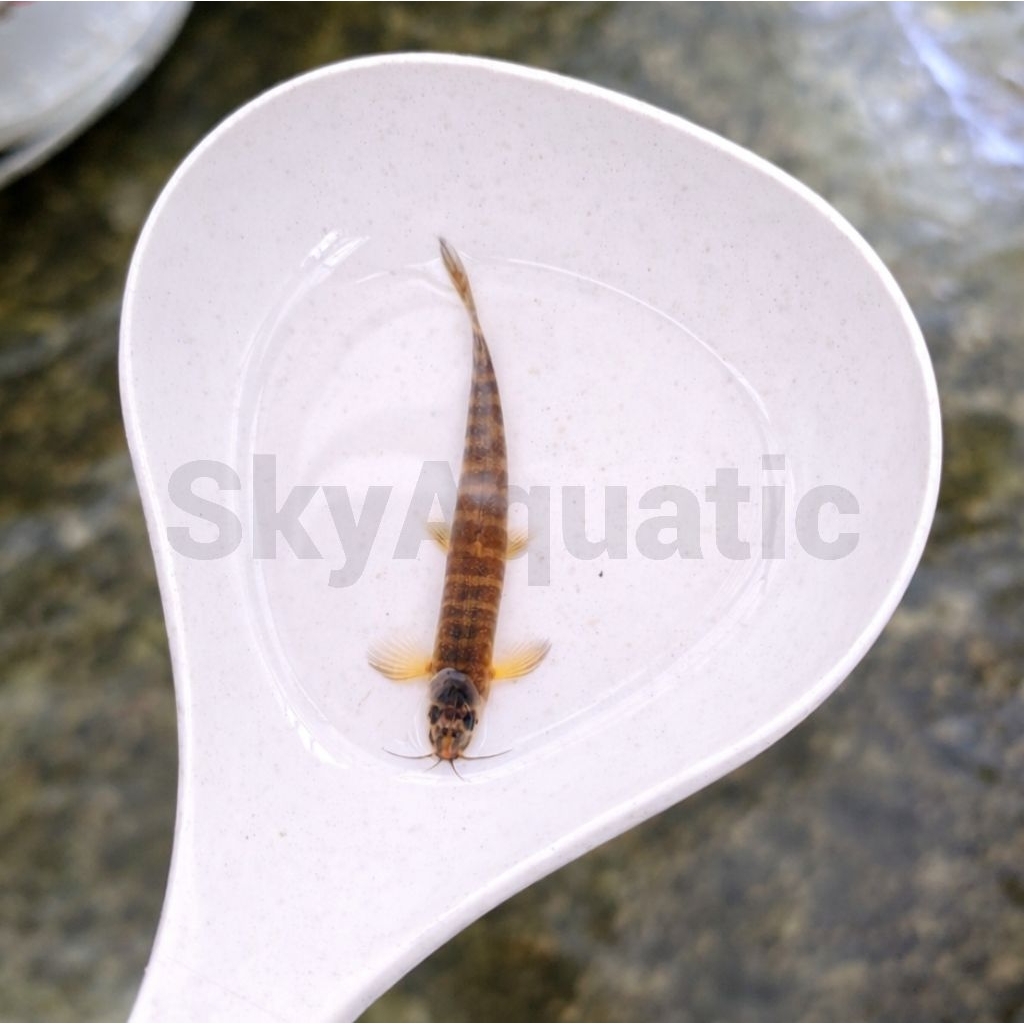 hiasan aquarium ikan uceng/goby uceng aquascape