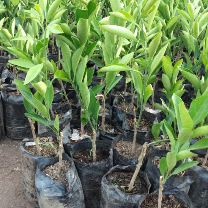 bibit jeruk santang madu okulasi
