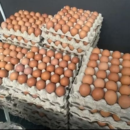 Sleman Yogyakarta Telur Ayam Negeri Segar 1kg/500g - Berkualitas, Tinggi Protein