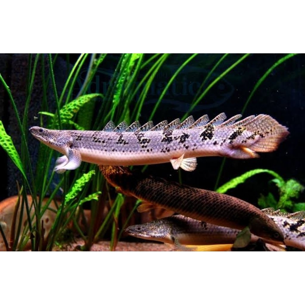 Ikan Hias Palmas Delhezi Ukuran 7-8cm