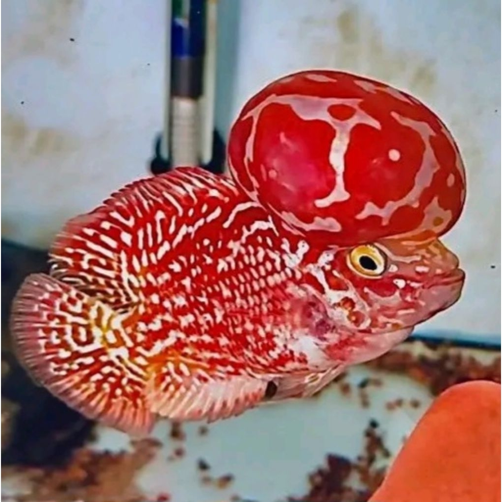 Burayak Louhan Kamfa F2 Super Red - Ukuran 3-5cm, Warna Merah Elegan, Siap Beradaptasi