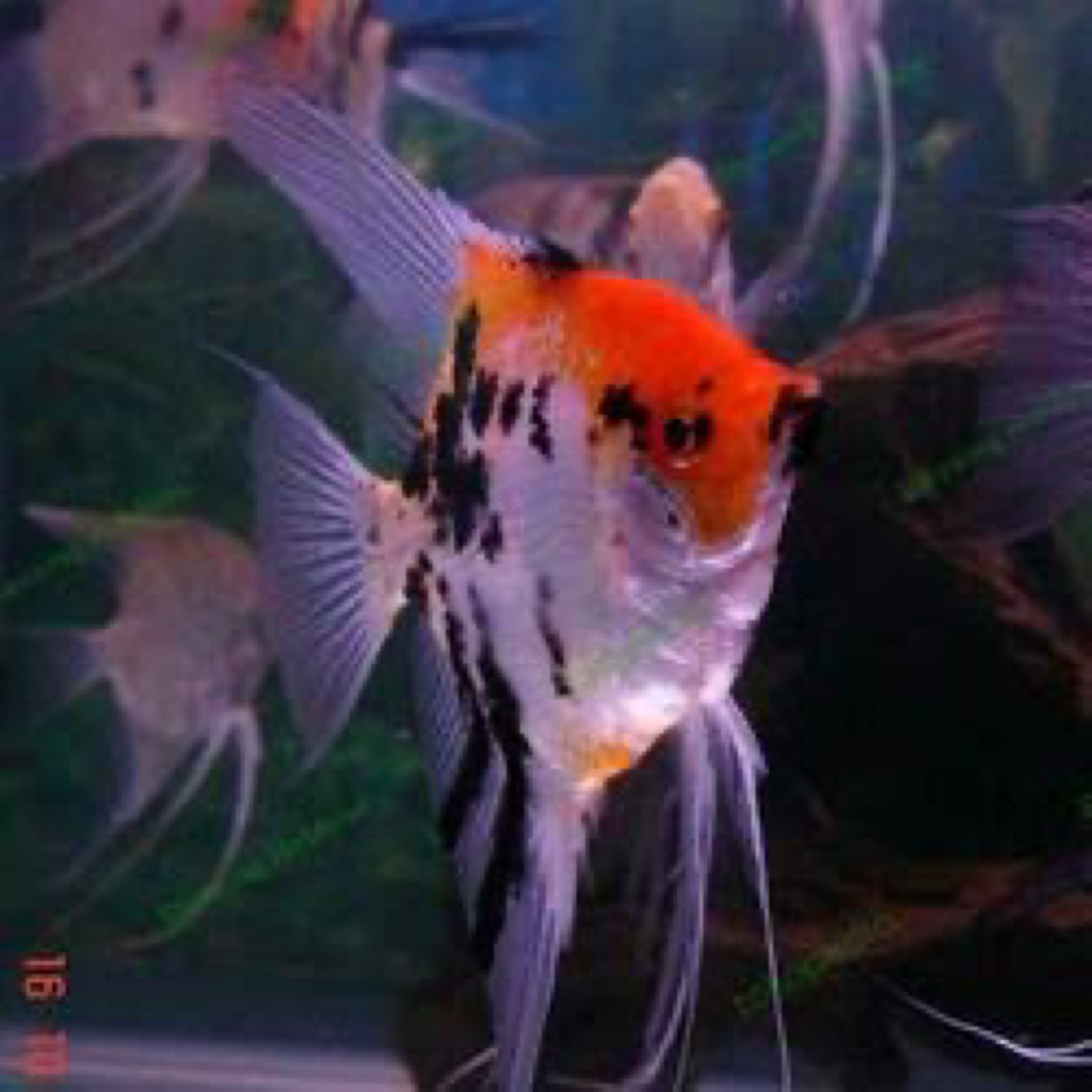 MANFISH KOI ikan manfish koi cocok untuk hiasan aquarium
