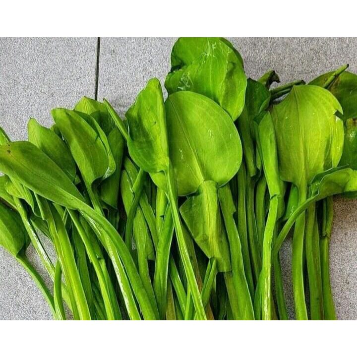 daun genjer, sayur genjer fresh