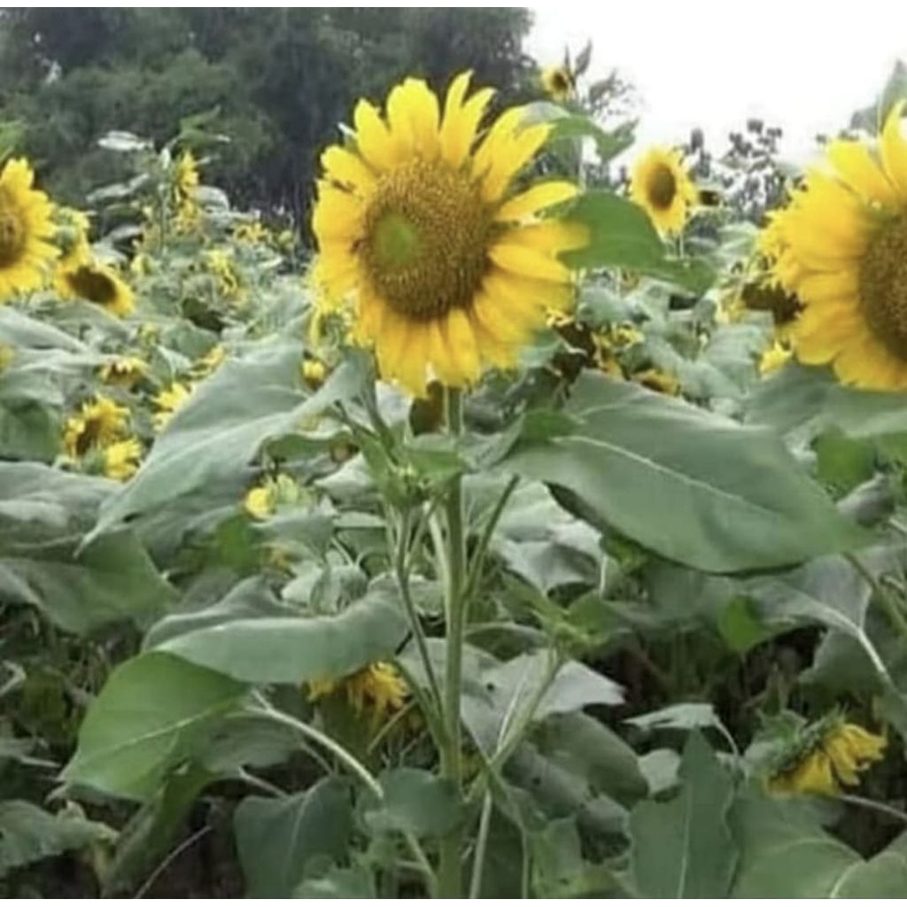 Pohon Bunga Matahari Besar / Sun Flower Bibit Tanaman Pohon Bunga Matahari