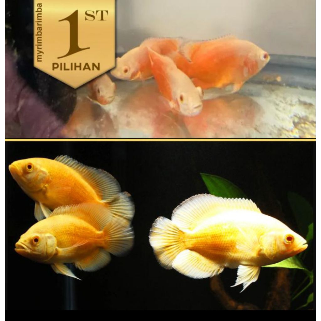 Oscar Paris Albino Ikan Hias Predator Hiasan Aquarium Aquascape Tanaman Air Tawar