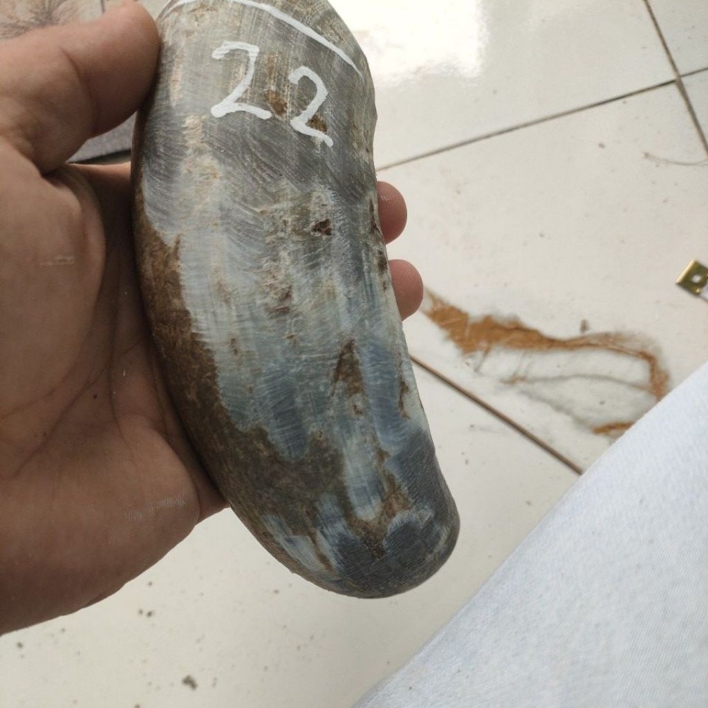 tanduk sapi bule padat 20-24 cm