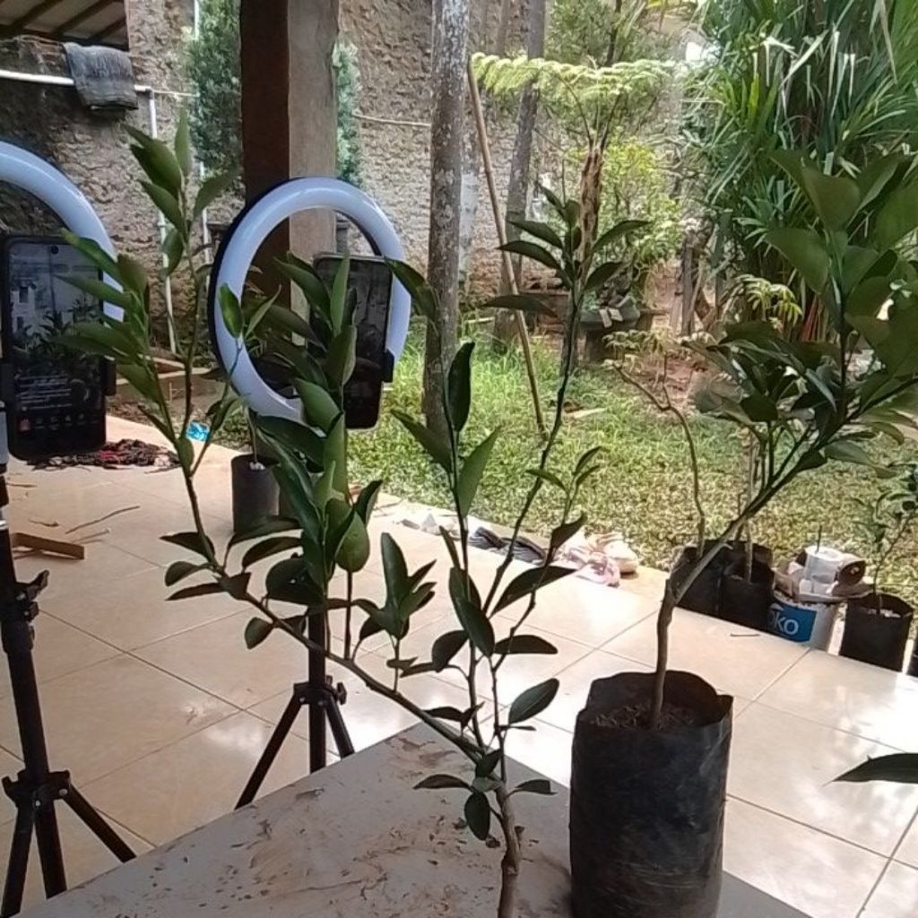 Bibit jeruk bw cokun