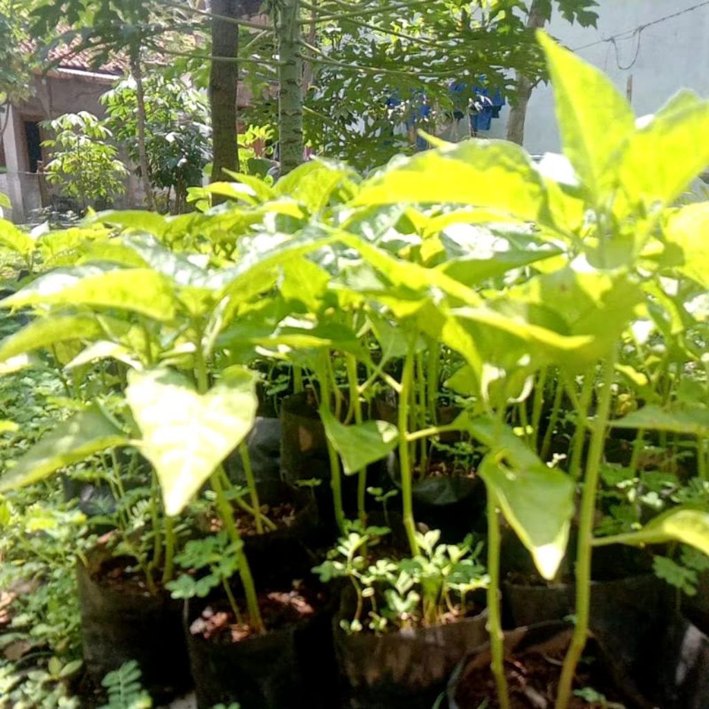 Bibit cabe bibit cengek pedas