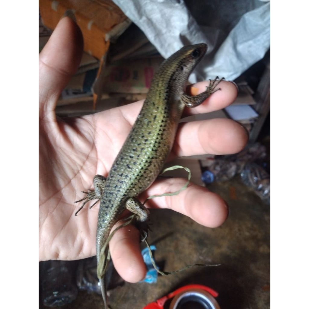 kadal sawah atau kadal kebun hidup umpan mancing  per 5 ekor