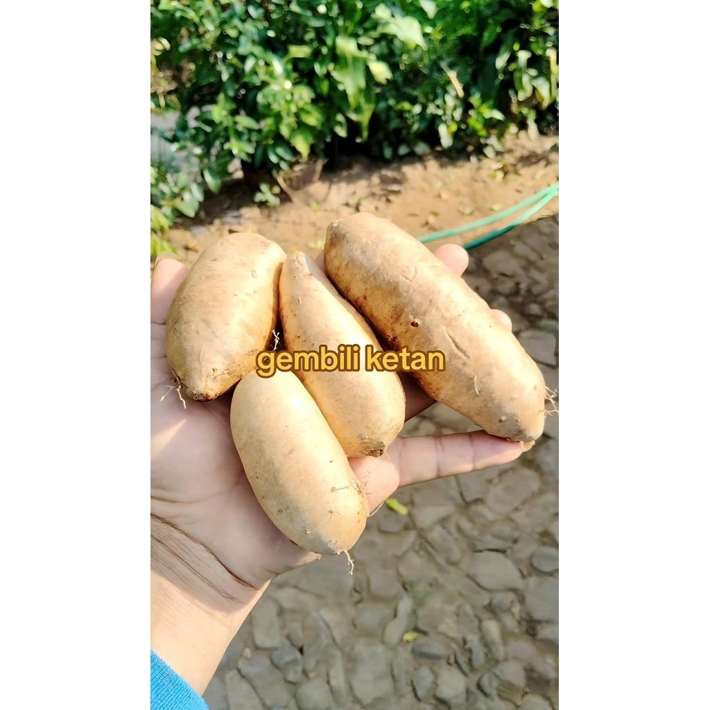 UBI GEMBILI KETAN GURIH PUNEL 1KG
