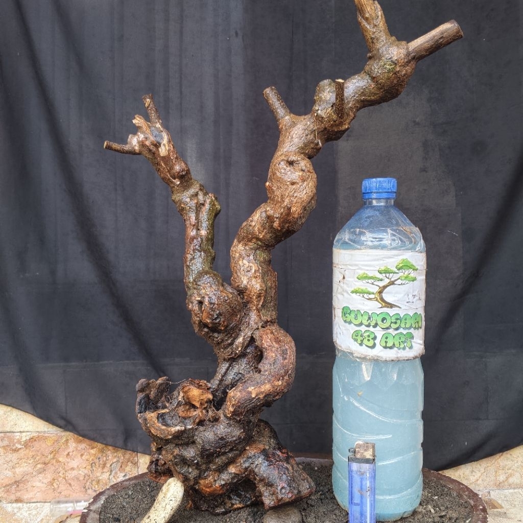 Bahan Bonsai Krakas Meliuk Karakter tua Untuk Sambungan Mirten Sianci dan Sakura Mikro Small Size Re
