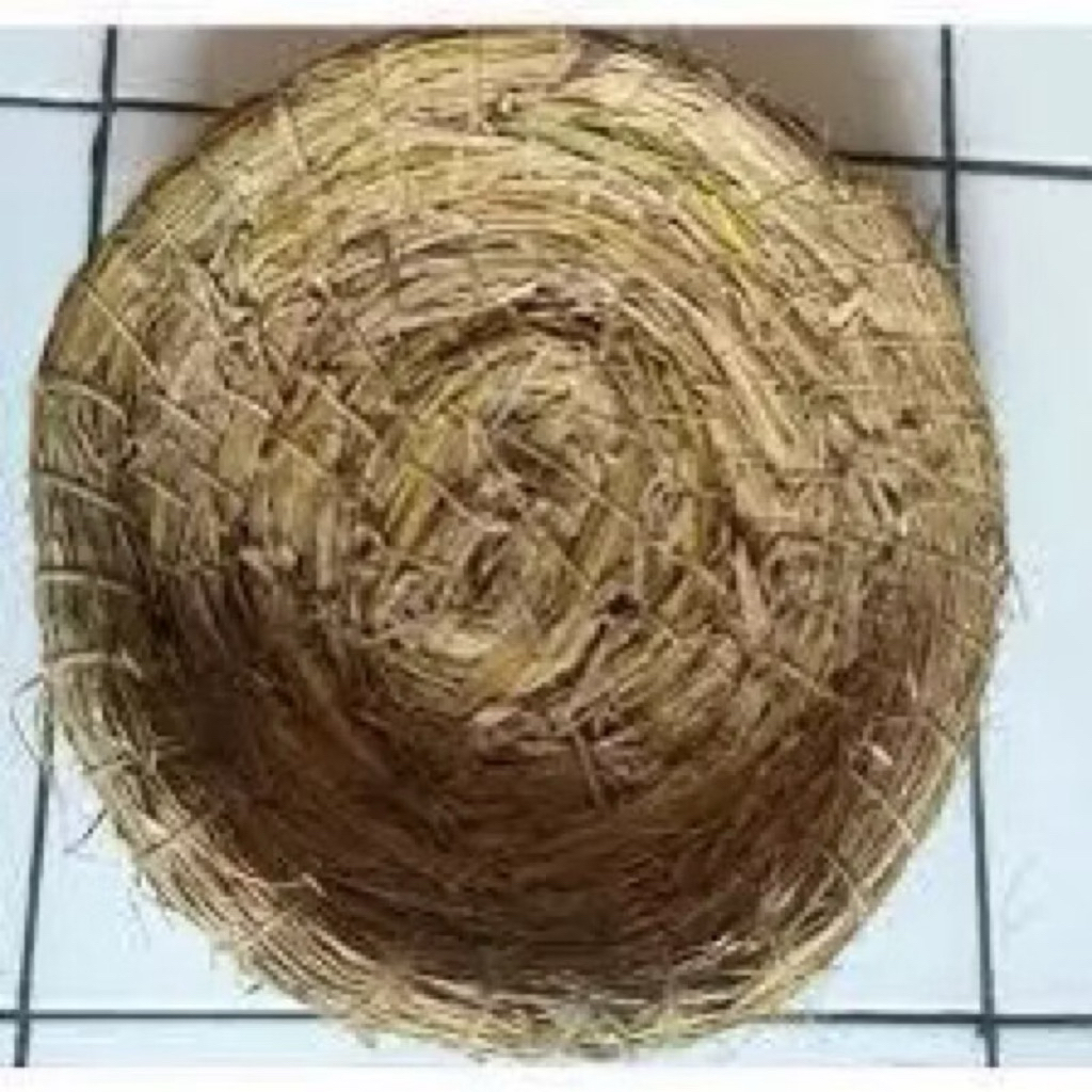 Sarang Bertelur Ayam Bangkok dan Ayam Kampung