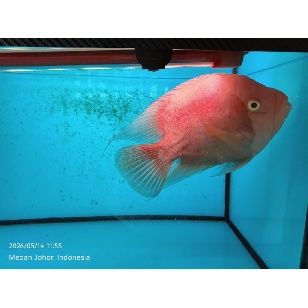 IKAN RED PARROT JUMBO SIZE 20CM UP