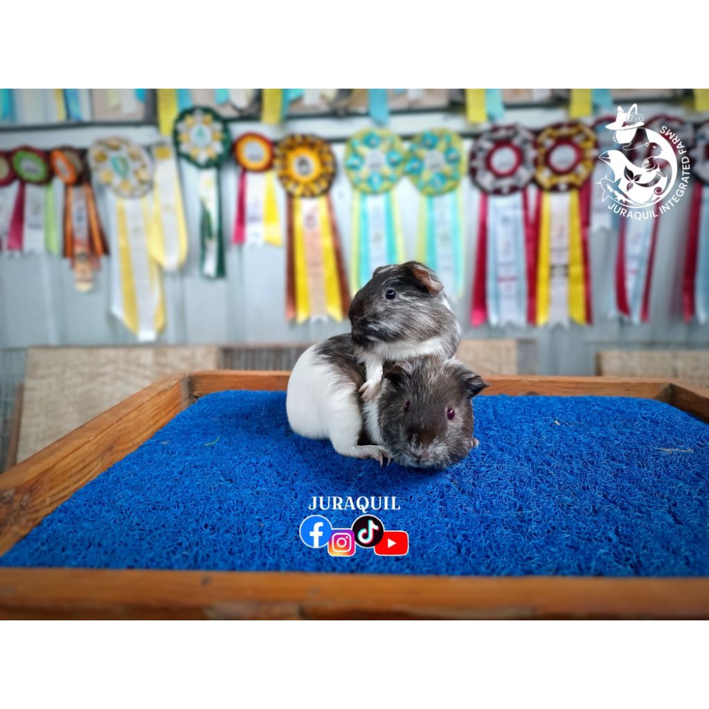 GUINEA PIG / CAVY / MARMUT HIAS