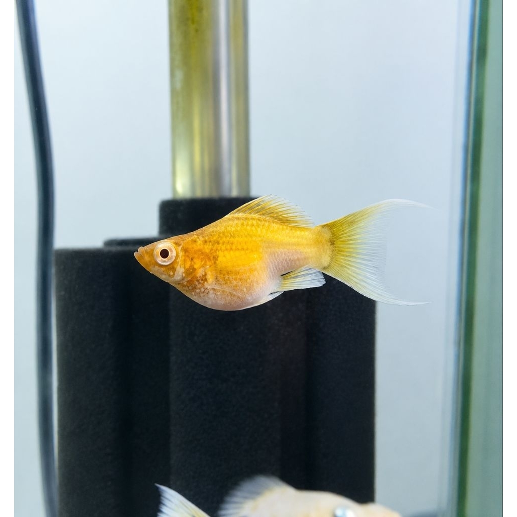 Molly Gold Albino Mata Merah, Hiasan Akuarium