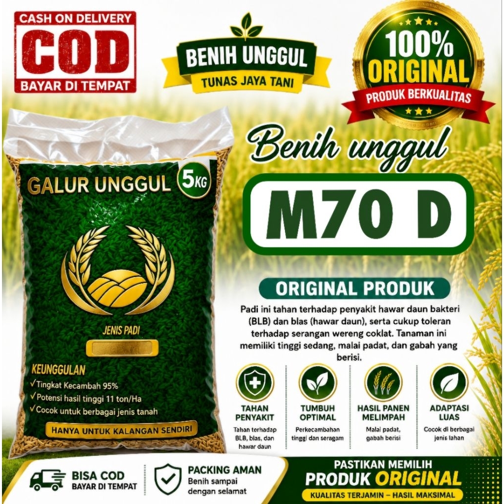BENIH PADI M-70