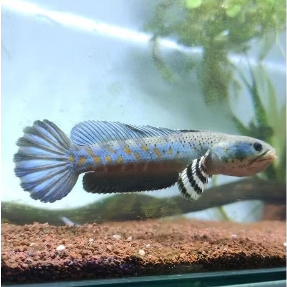 chana blue pulcra size 6-7cm dorsal biru flaring tangan single tank bahan kontes