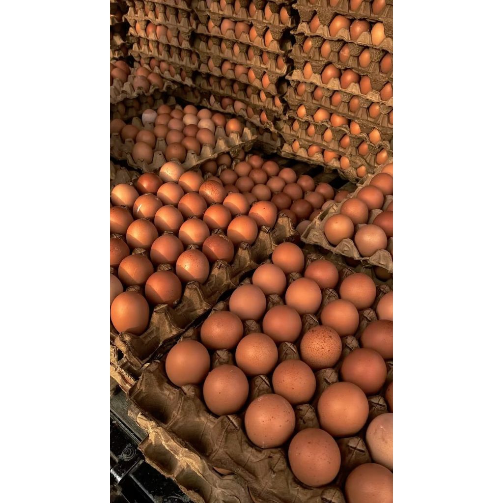 Telur ayam negri