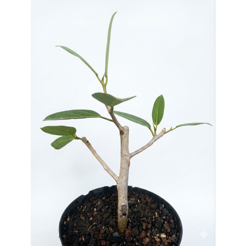 Ficus Benghalensis - Ficus Banyan - Sacred Fig Original