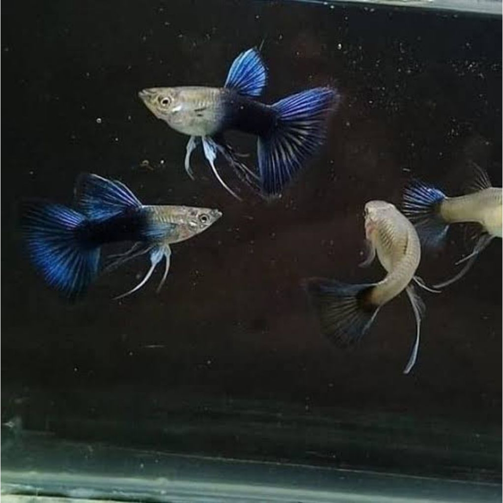 (Hiasan Aquarium)Guppy HB Blue Ribbon Fin C &Normal