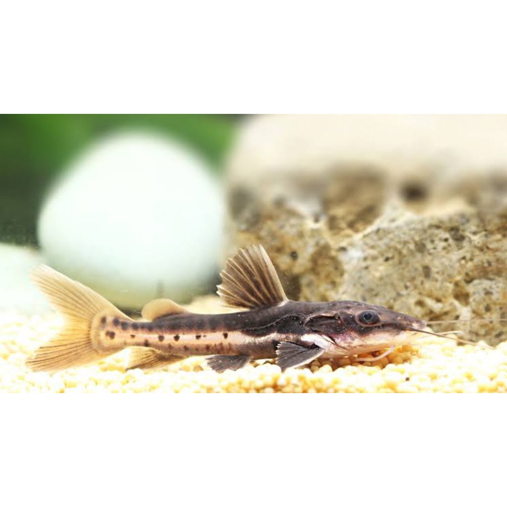 kebutuhan hiasan leopard catfish