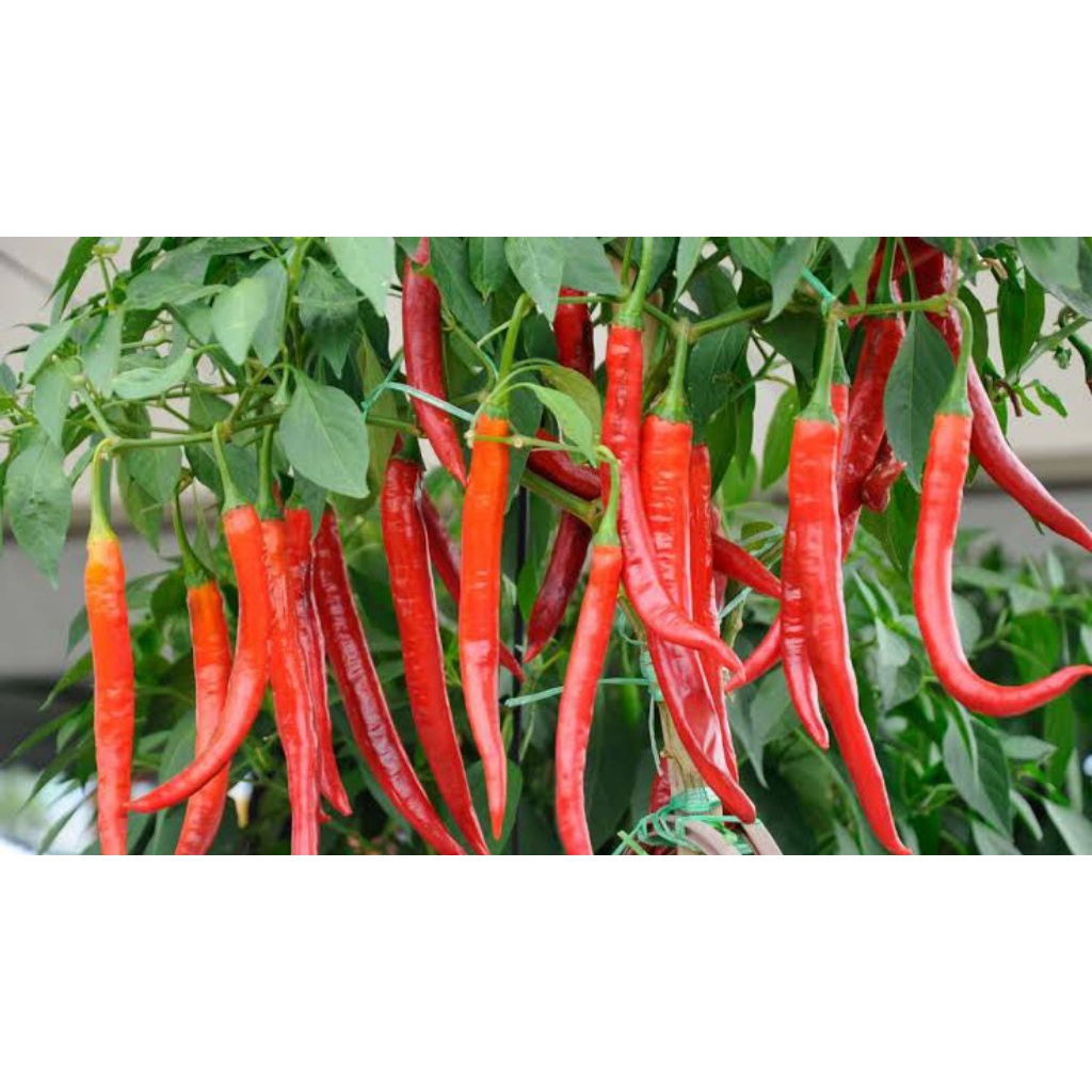 Benih Bibit Biji Cabe Merah Besar 25 Benih Cabe Hijau Besar Bibit Benih Biji Cabe Besar Aneka Macam 