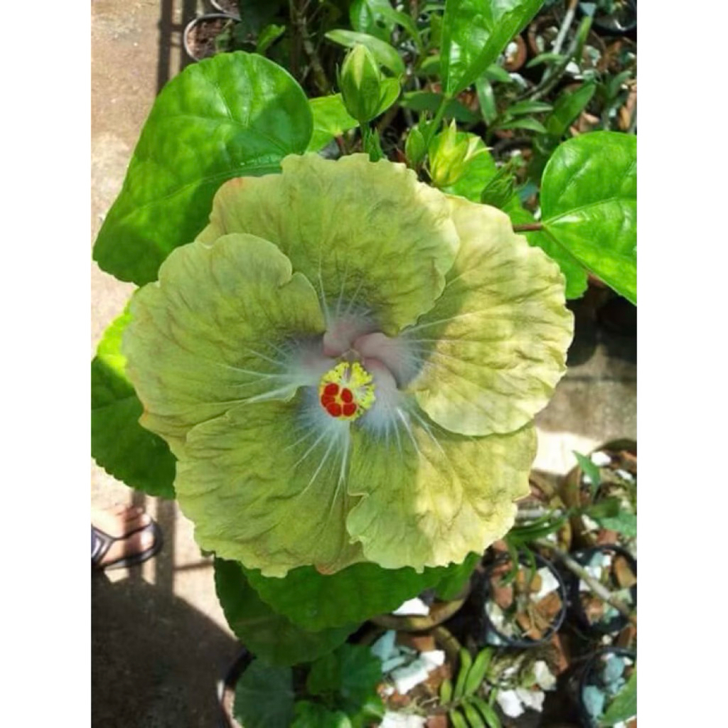 PROMO Tanaman Hias Hibiscus Bunga Sepatu Bangkok Import