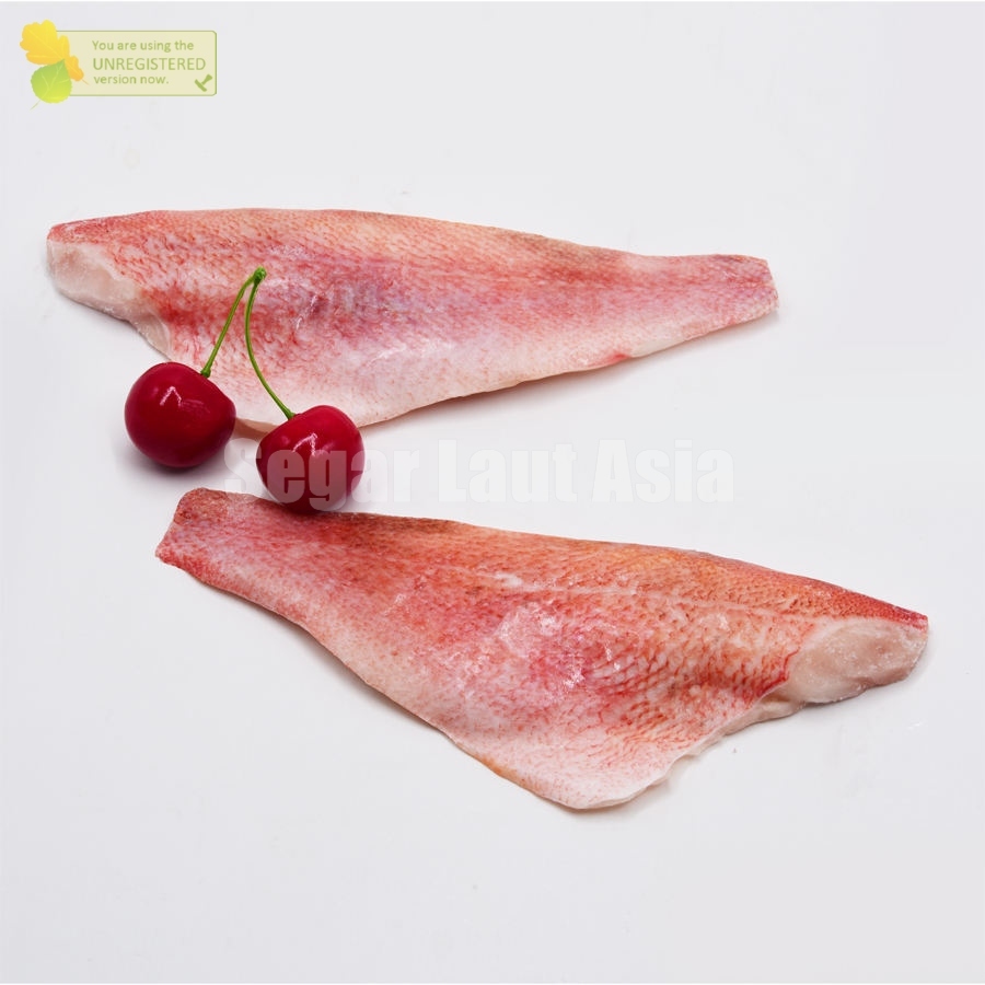 Ikan Kakap merah Segar / Kakap Merah Fillet / Kakap Fillet / Fresh Frozen Premium