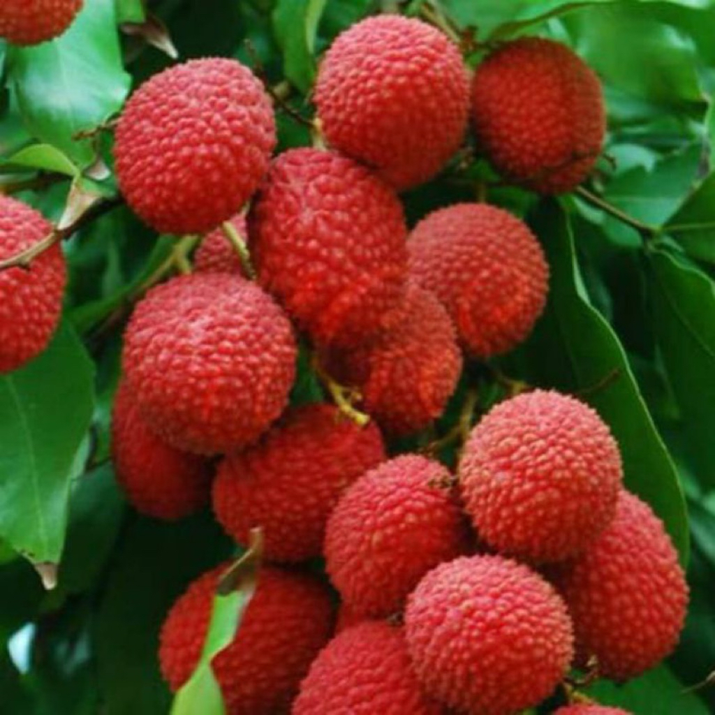 BIBIT LECI MERAH SIAP BERBUNGA LIVE