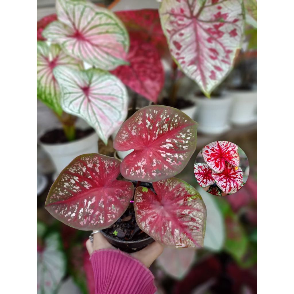 Caladium Tootsie & Nogo Geni Thailand Series