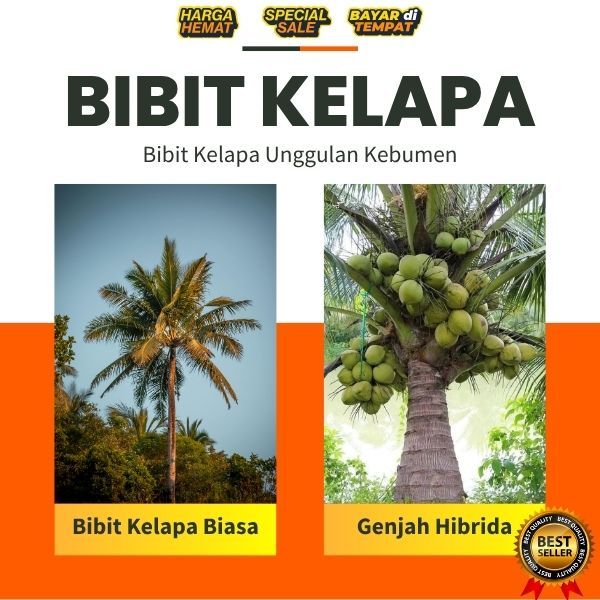 TERLARIS  Pohon Kelapa Pendek Terbaik, Pohon Kelapa Pendek Terdekat, Pohon Kelapa Pendek Thailand