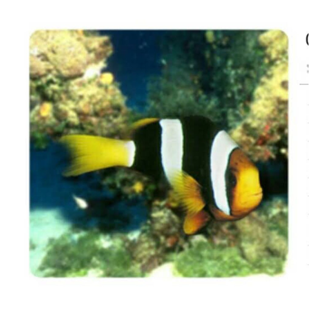 Ikan hias air laut giro pasir/clark's anemonefish(khusus gojek)