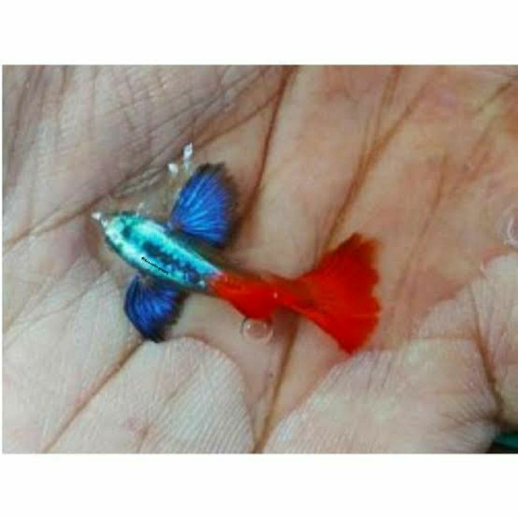 Dekorasi Aquarium Siap Ternak Guppy Indukan - Desain Realistis, Mudah Dipasang, Tingkatkan Kesehatan