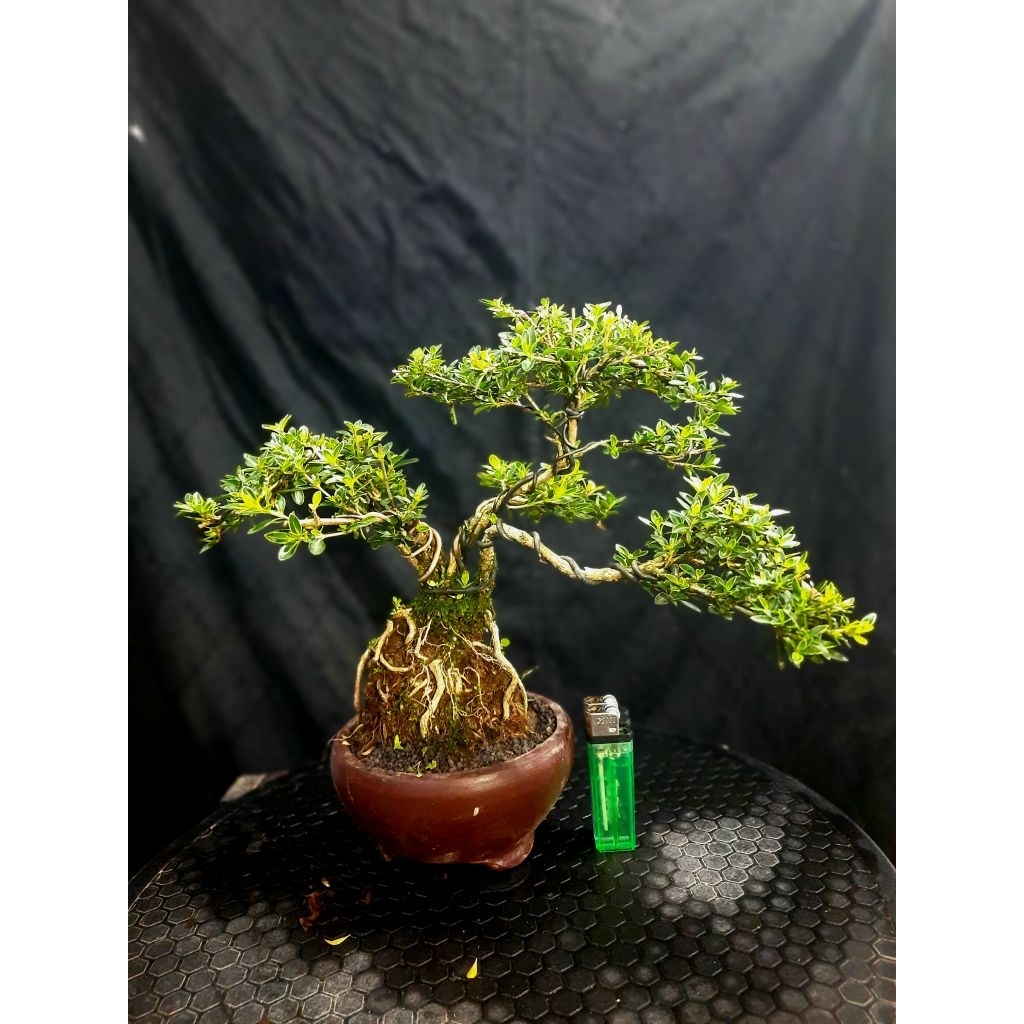 Bonsai Melati Jepang Berbunga Cantik Siap Pajang