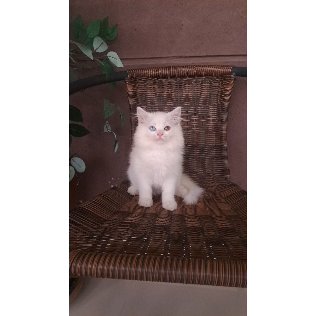kucing odd eyes putih bulat lucu