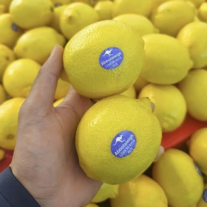 Buah Lemon Australia Fresh / Lemon Import Australia 1kg
