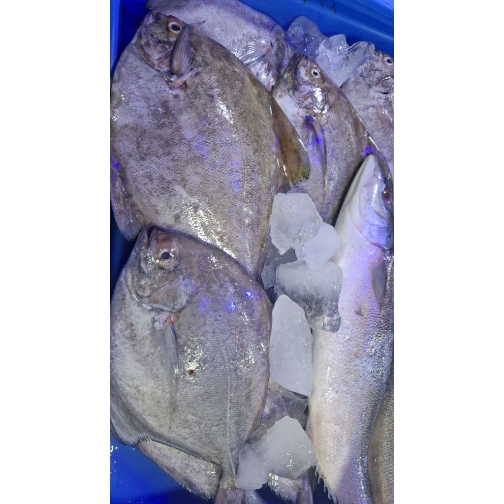 bawallaut/dorang