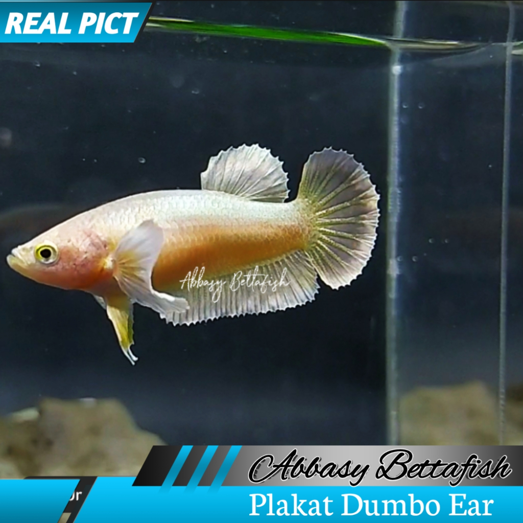 Plakat Dumbo Ear Sofgold Female Betina Real Picture 02