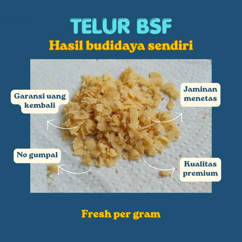 telur lalat bsf per gram telur bsf super telur telur maggot bsf fresh telur bsf termurah