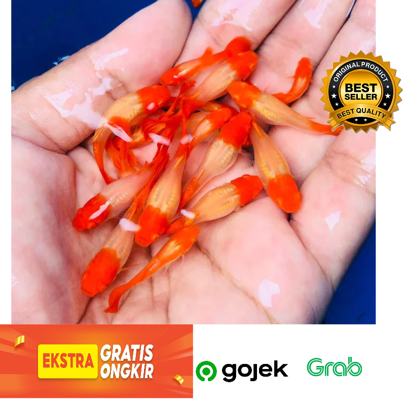 ikan guffy koi 3-4cm up+_ / Guppy koi indukan remaja