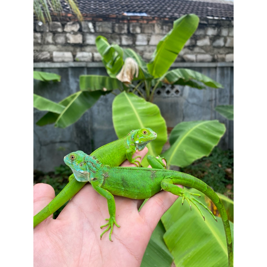 PELET IGUANA GREEN / IGUANA GREEN REMAJA