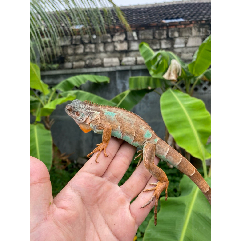 PELET IGUANA BLUE RED / RED AXA / IGUANA BLUE