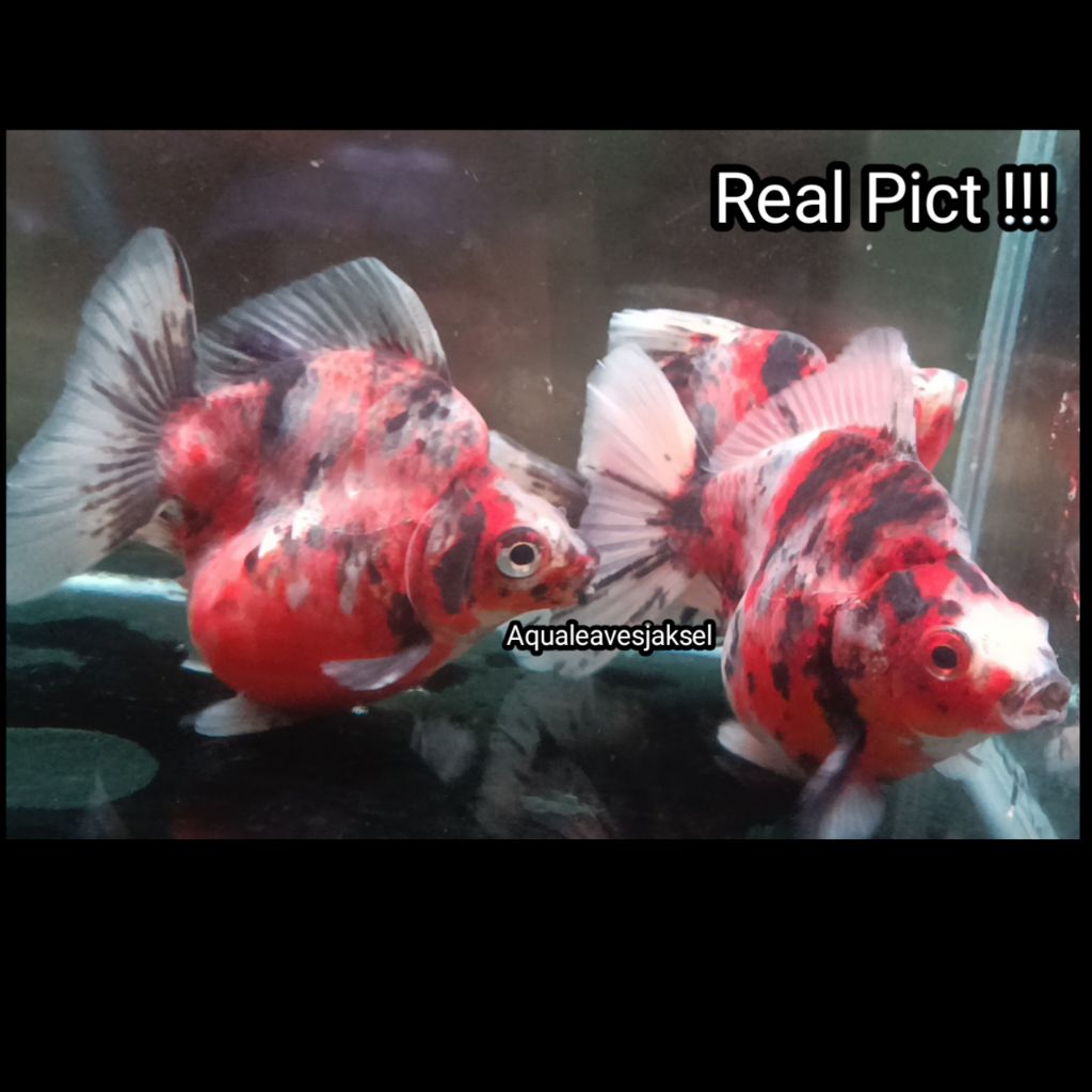 ikan koki ryukin calico