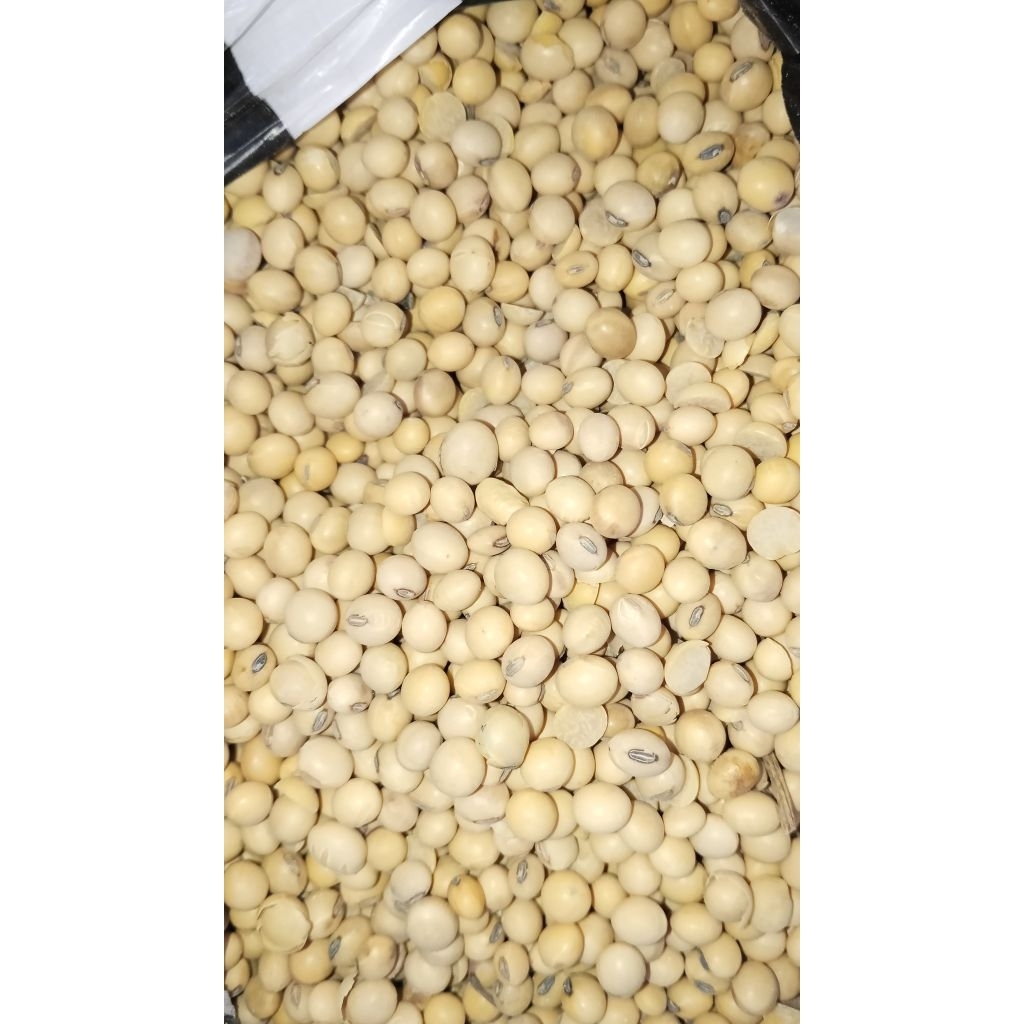kacang kedelai 1 kg bahan tempe / susu kedelai