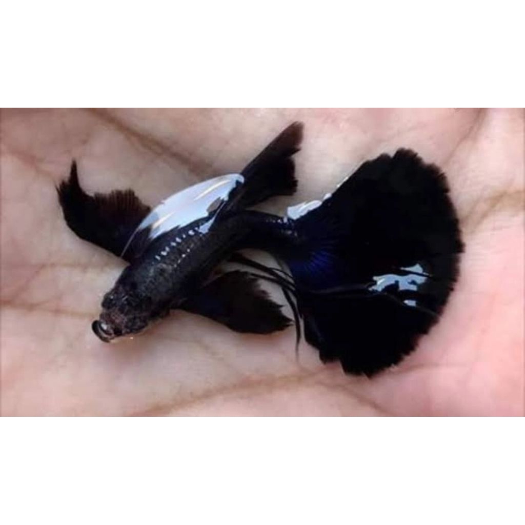 Guppy Black Moscow Premium Jet Black Pure Strain High Quality Sepasang Indukan Kontes - Villain(Farm